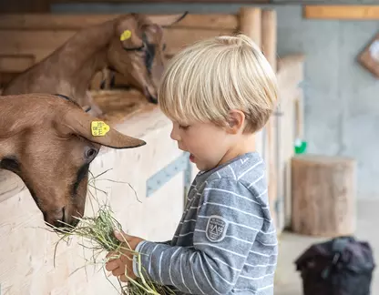 Kind füttert Ziege im Schaubauernhof der Erlebnissennerei © Erlebnissennerei Zillertal