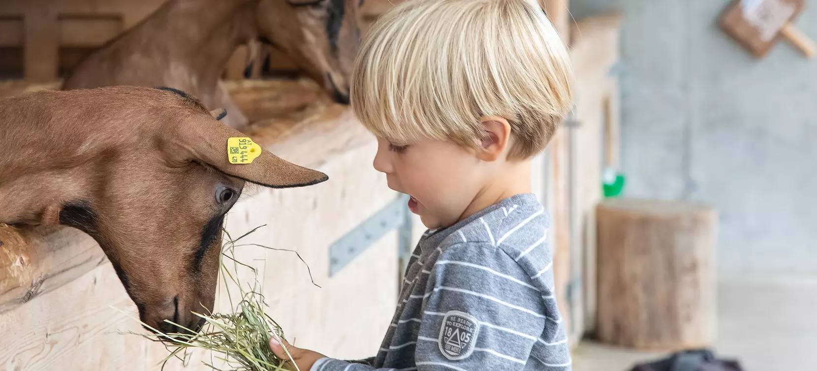 Kind füttert Ziege im Schaubauernhof der Erlebnissennerei © Erlebnissennerei Zillertal