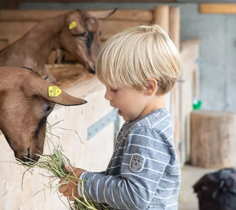 Kind füttert Ziege im Schaubauernhof der Erlebnissennerei © Erlebnissennerei Zillertal
