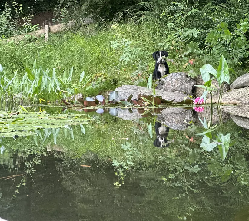 Hund sitzt bei Stein an einem Teichufer